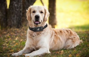 Motorola Scout 5000 will show the location of your dog